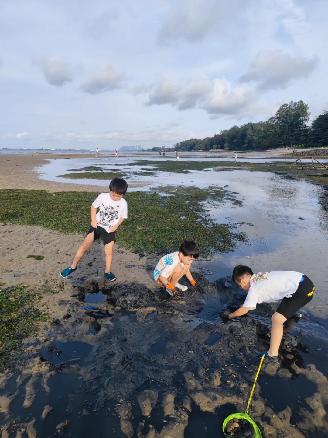 赶海被海胆刺到,赶海被海葵蜇伤