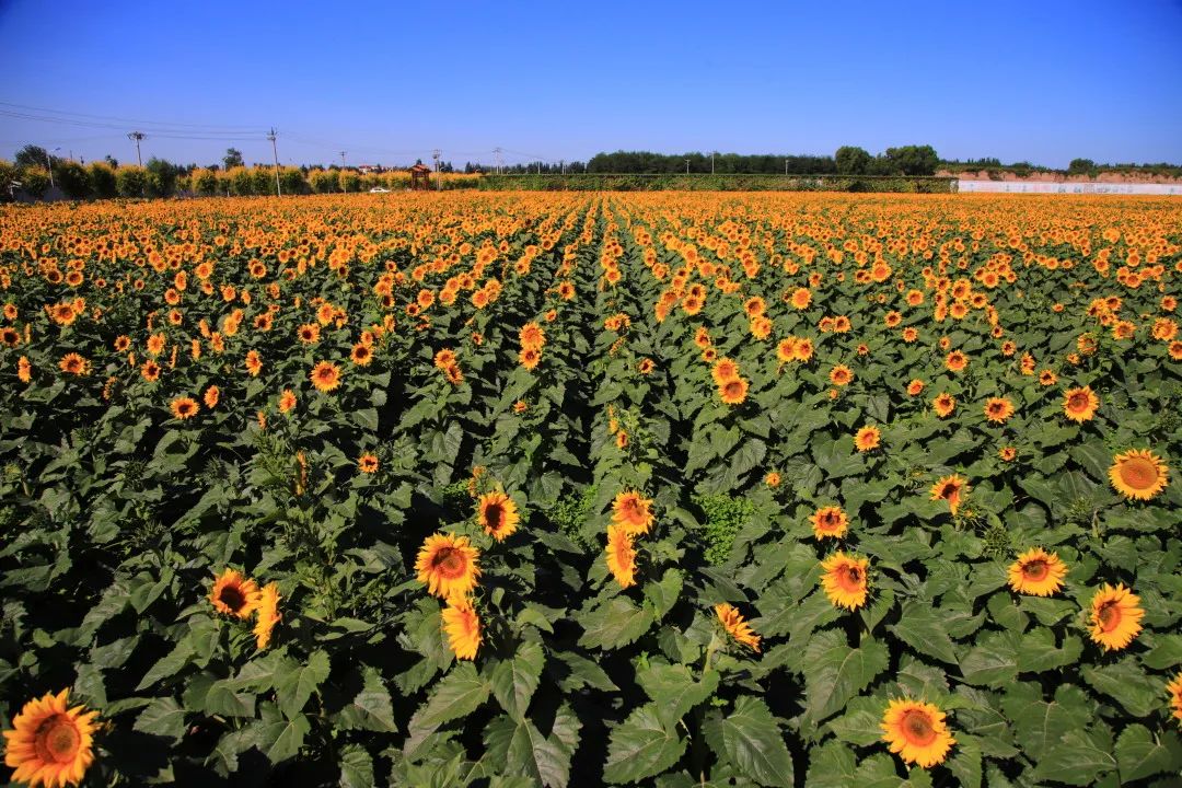 北京周边的向日葵花海,顺义向日葵花海