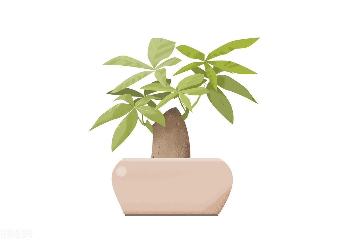 发财树叶子上为什么有粘液,发财树叶子粘液啥原因