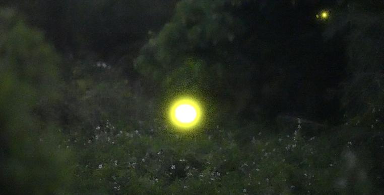 成群萤火虫美如星河！深圳这个暗夜社区要火了