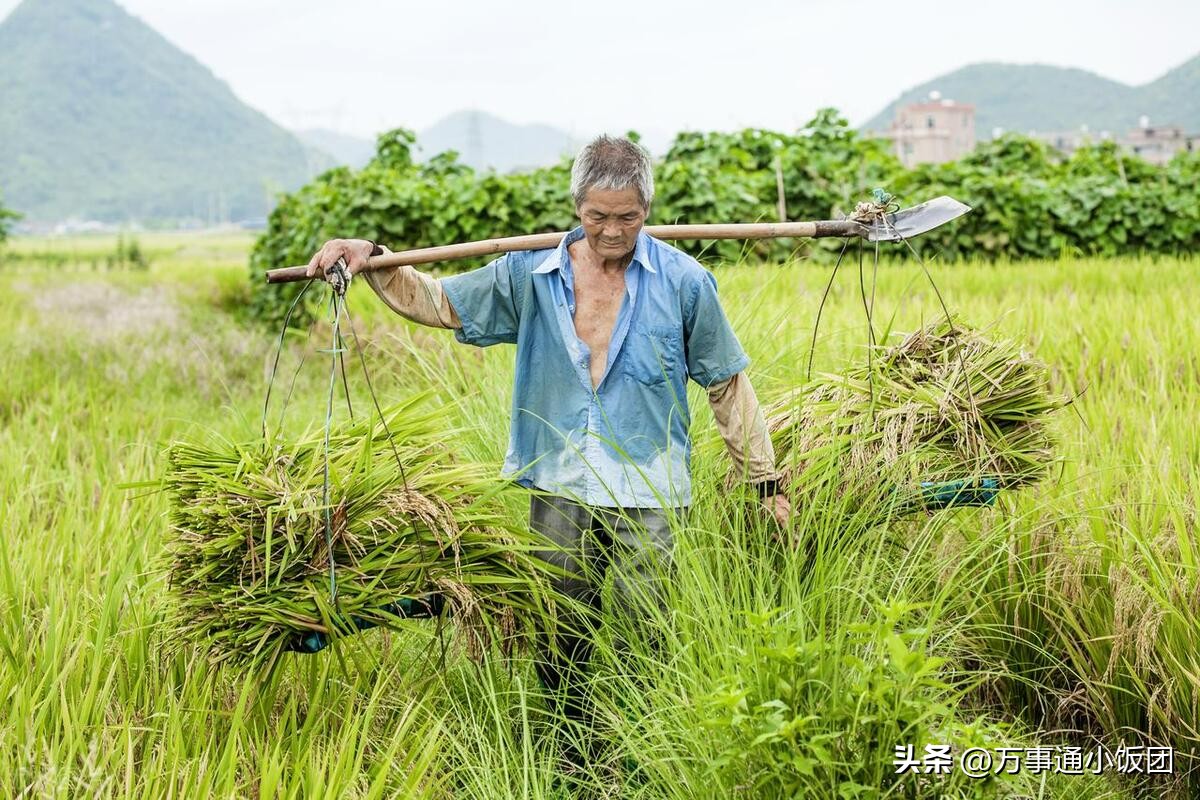 农民种地不挣钱谁能光靠种地养活,农民种地赚钱一亩地赚两万
