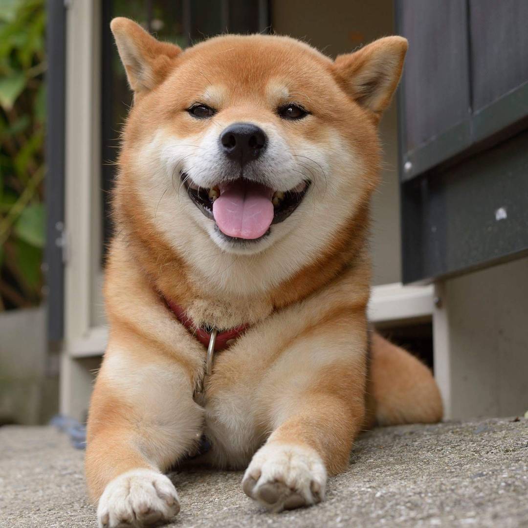 新手必看纯种柴犬到底怎么辨别,教你如何辨别纯种柴犬和串串