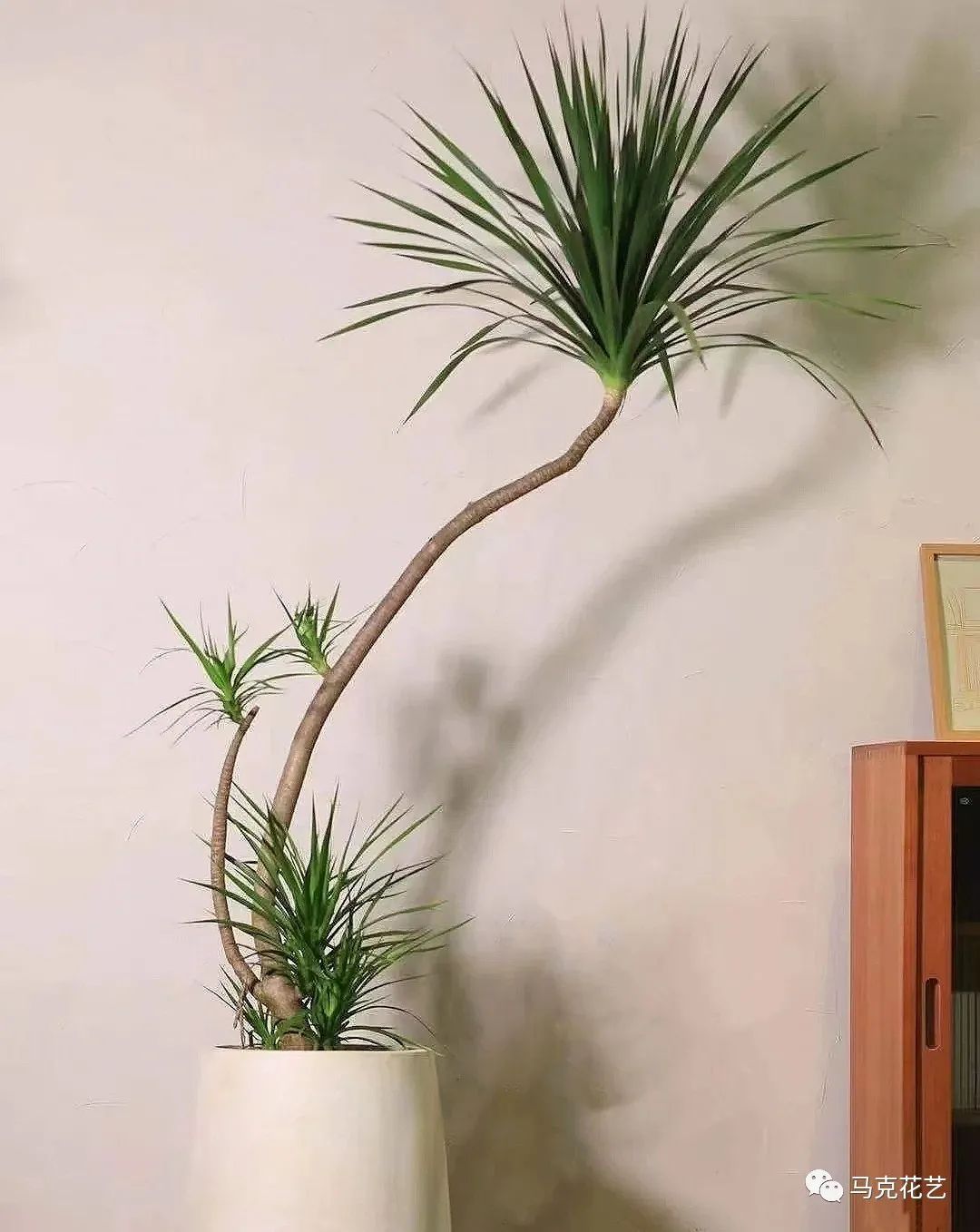 马克花艺｜送对花表对意，别让好心办坏事