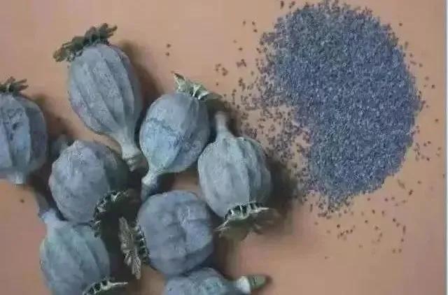 盆栽*粟罂**“当蔬菜吃”？涉嫌违法犯罪！有关知识来了解一下