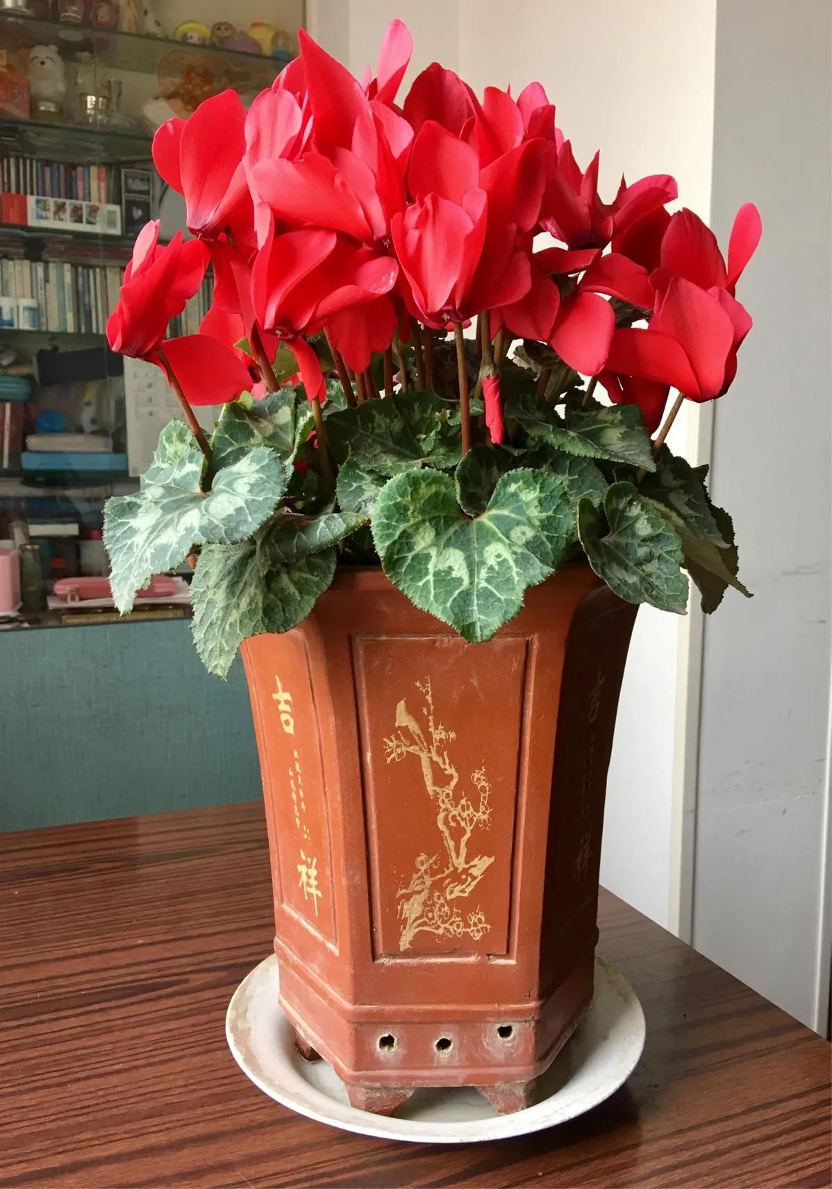 最适合室内水培的10种植物,15种最好养的家居植物