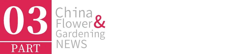 客单价高的绿植,最流行的球根花卉