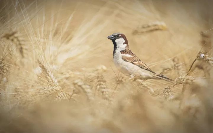 春分节气的民间习俗及禁忌,春节习俗讲解