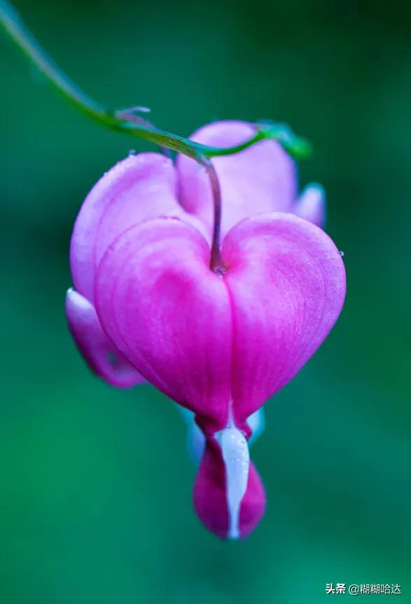 赏心悦目的花朵，风采万千，千姿百态，魅力无限，太美了