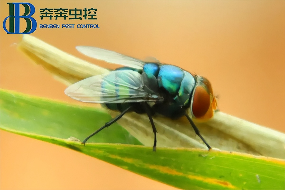 现在苍蝇开始咬人是咋回事,苍蝇会传播什么病