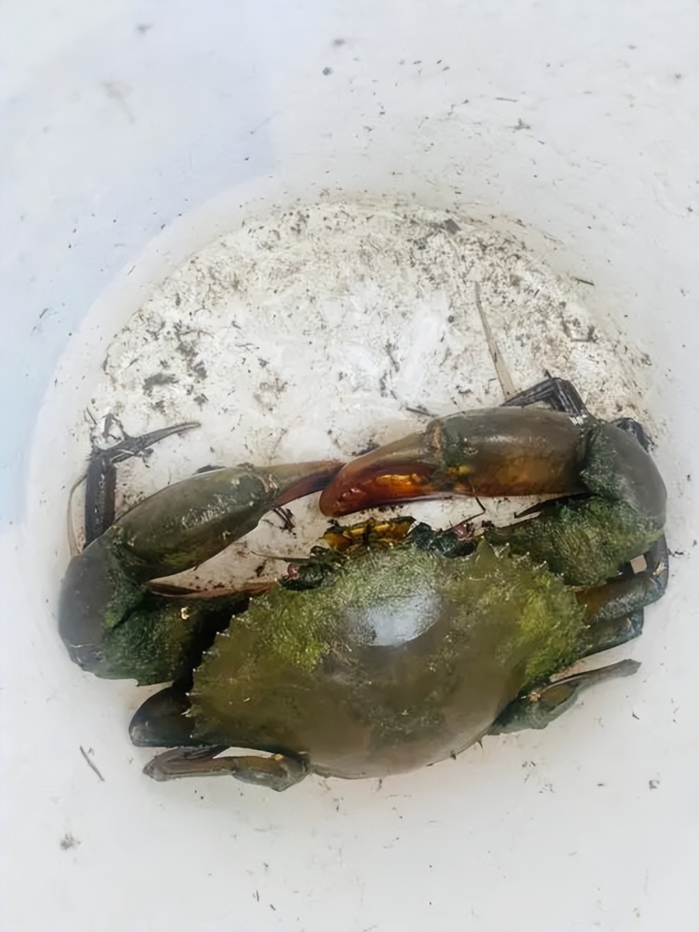 这十种螃蟹你吃过几种,比帝王蟹还要好吃的十种螃蟹