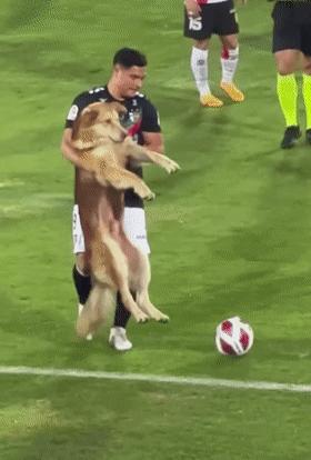 小狗进足球场扑球,狗子闯进足球场带球过人成功射门