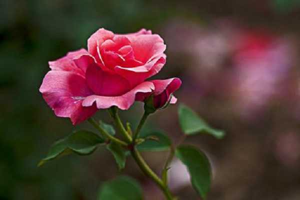 关于月季花的优美诗句,描写月季的诗句古诗名句