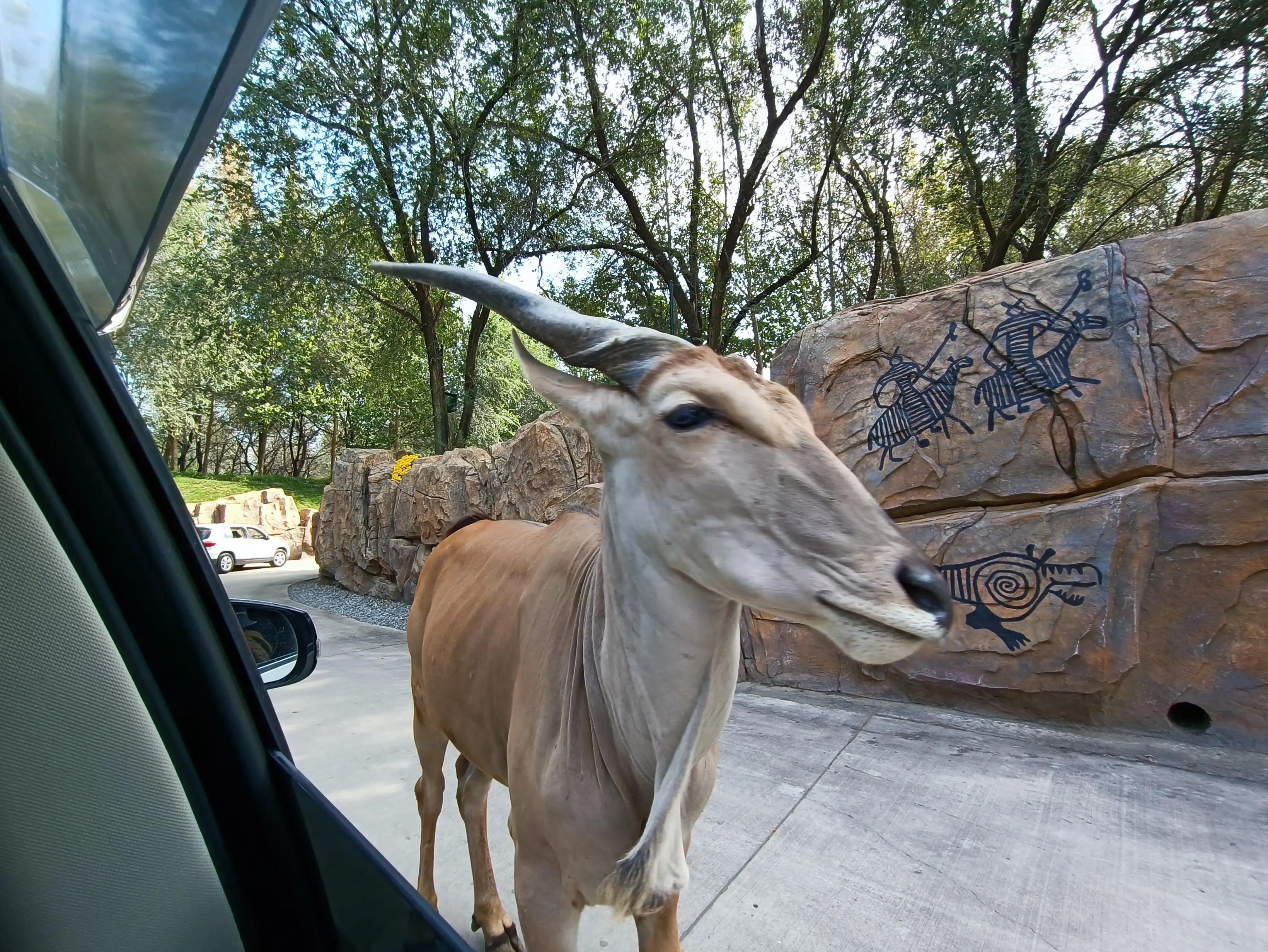 北京动物园和北京野生动物园区别,北京野生动物园狗妈妈和老虎狮子