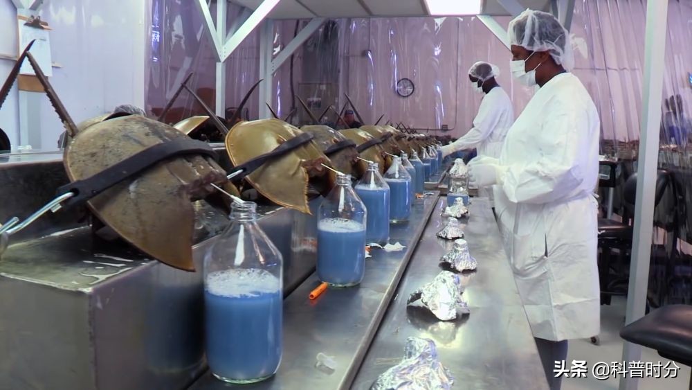 4亿岁生物被疯狂抽血,4亿多年蓝色血液引人类陷入绝境