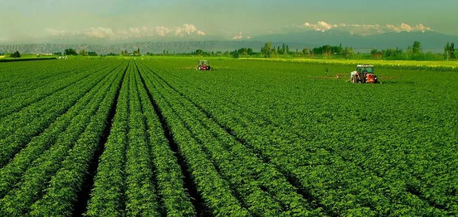 小山村种出了“院士菜”专家院士播下致富种子外出年轻人回乡创业