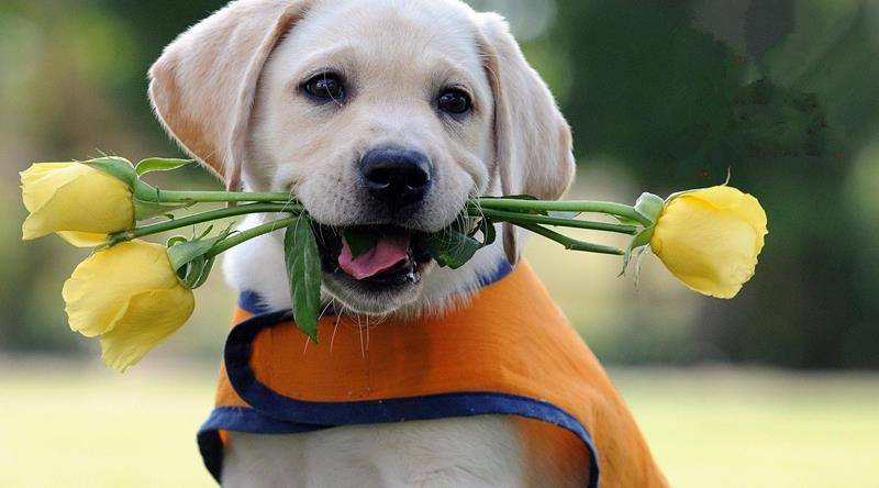 十二星座白羊座最喜欢的狗狗,十二星座狗狗跟哪一个狗狗有点像