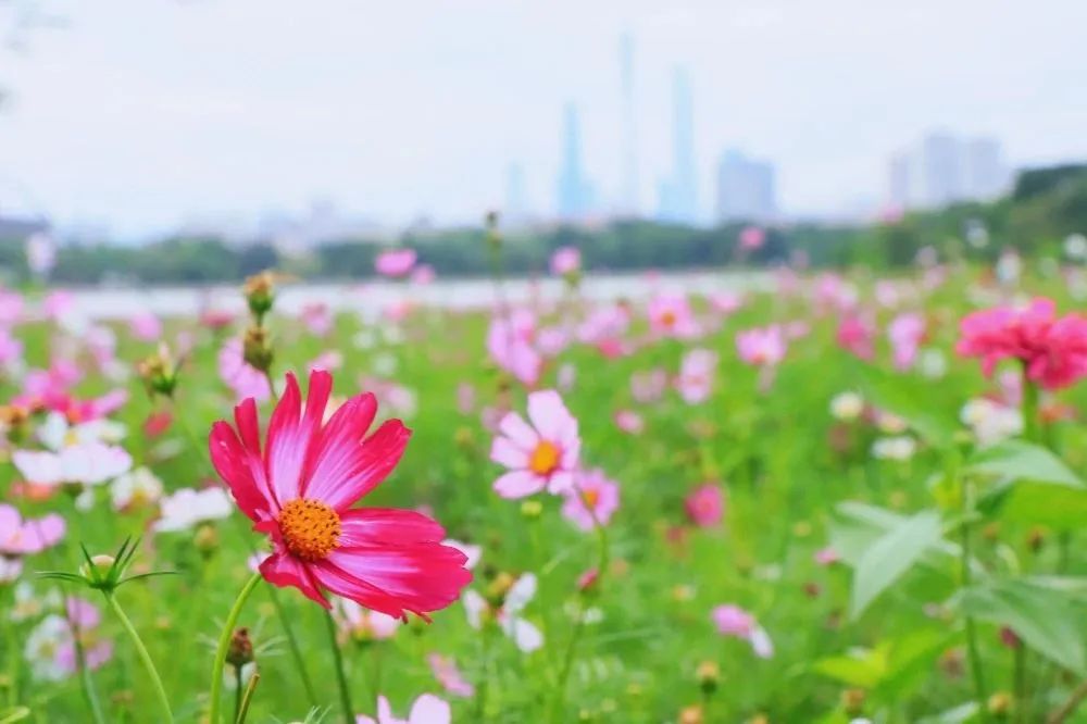 广州哪里有花海的景区,广州南沙区有哪些花海