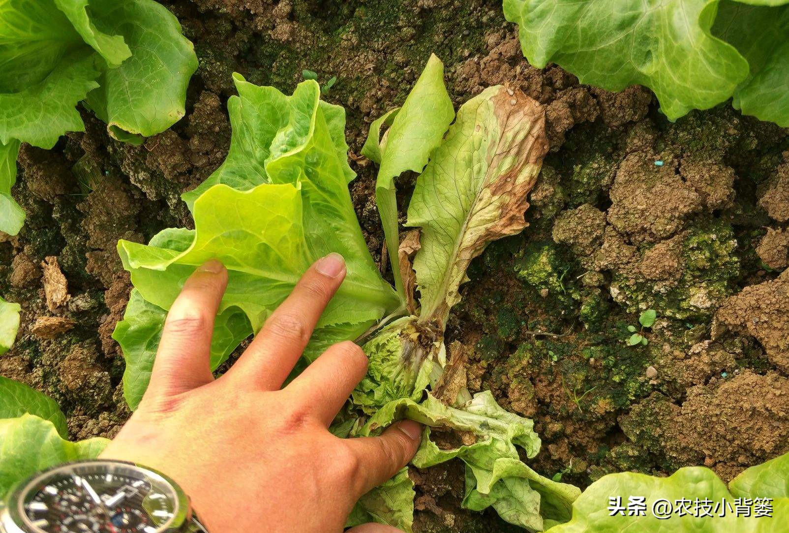 什么杀菌剂有控旺的功效,治死苗烂根最好的杀菌剂是