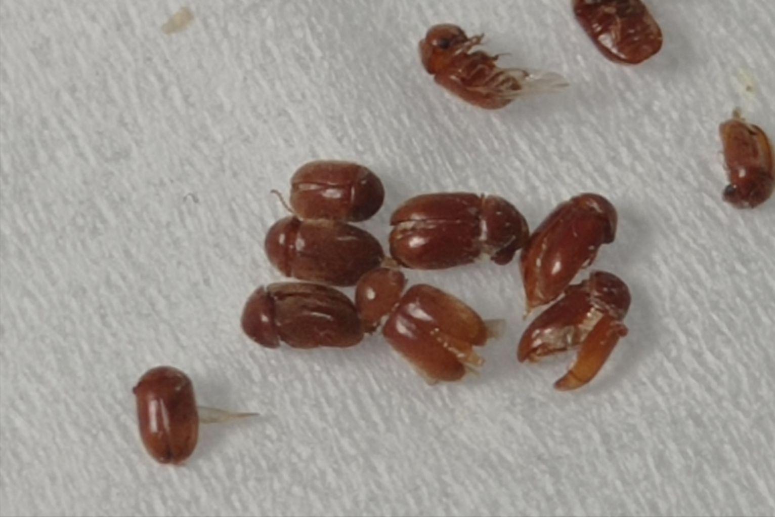 家里小蠹虫怎么彻底防治,卧室有特别小的虫怎么消灭