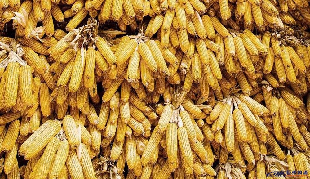 玉米在我国粮食安全中地位,当前玉米是我国第一大粮食作物