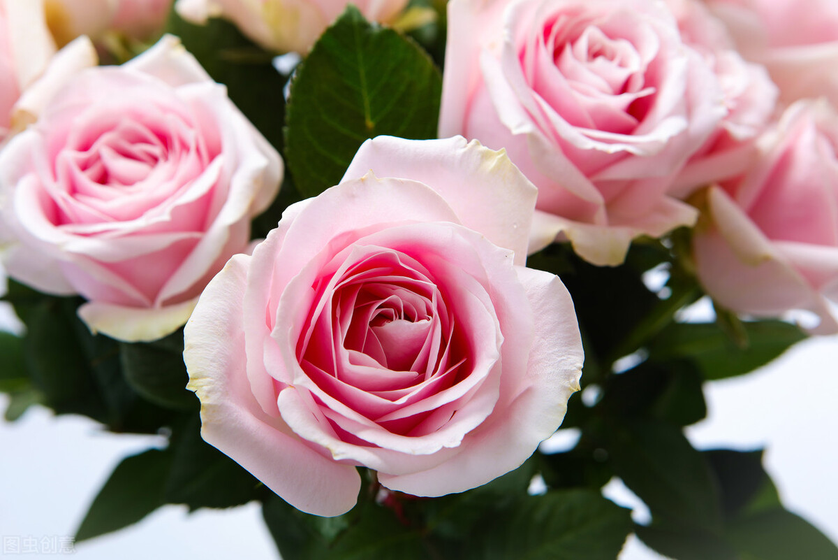 适合发朋友圈的爱情唯美句子,适合发朋友圈的高情商爱情句子