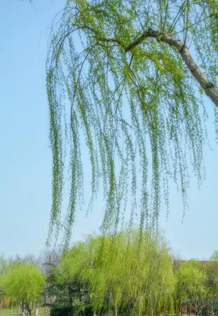 2023年03月03日星期五农历：癸卯年【兔年】二月十二八九第9天