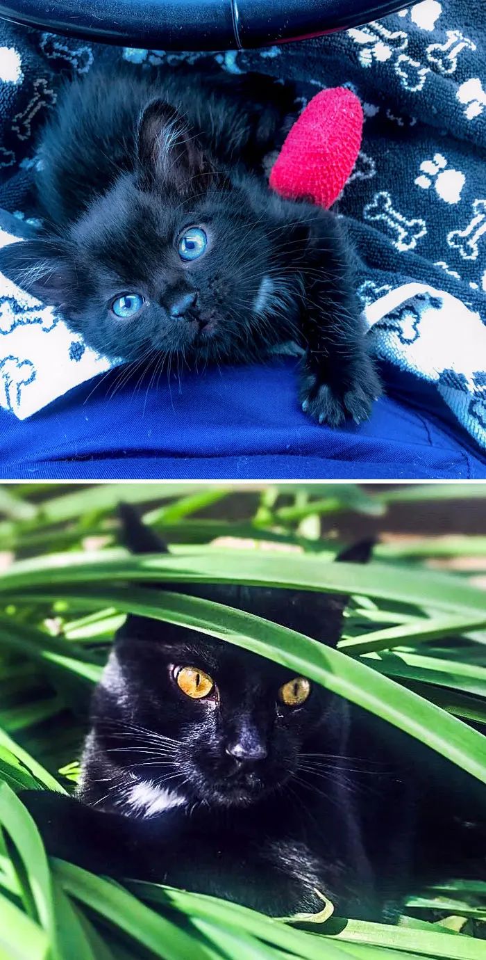 流浪猫被收养的前后对比,流浪猫被收养前后对比照暖心