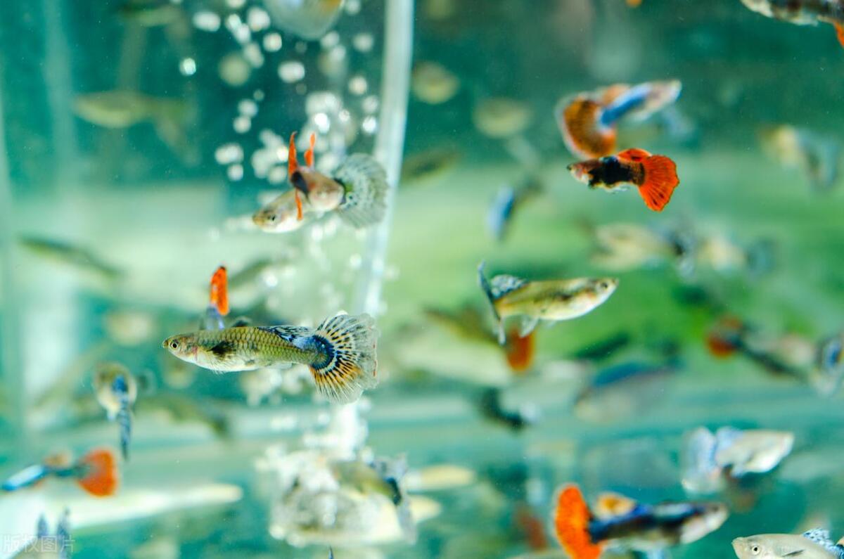 生肖真的有6冲的说法吗,属相有6冲吗