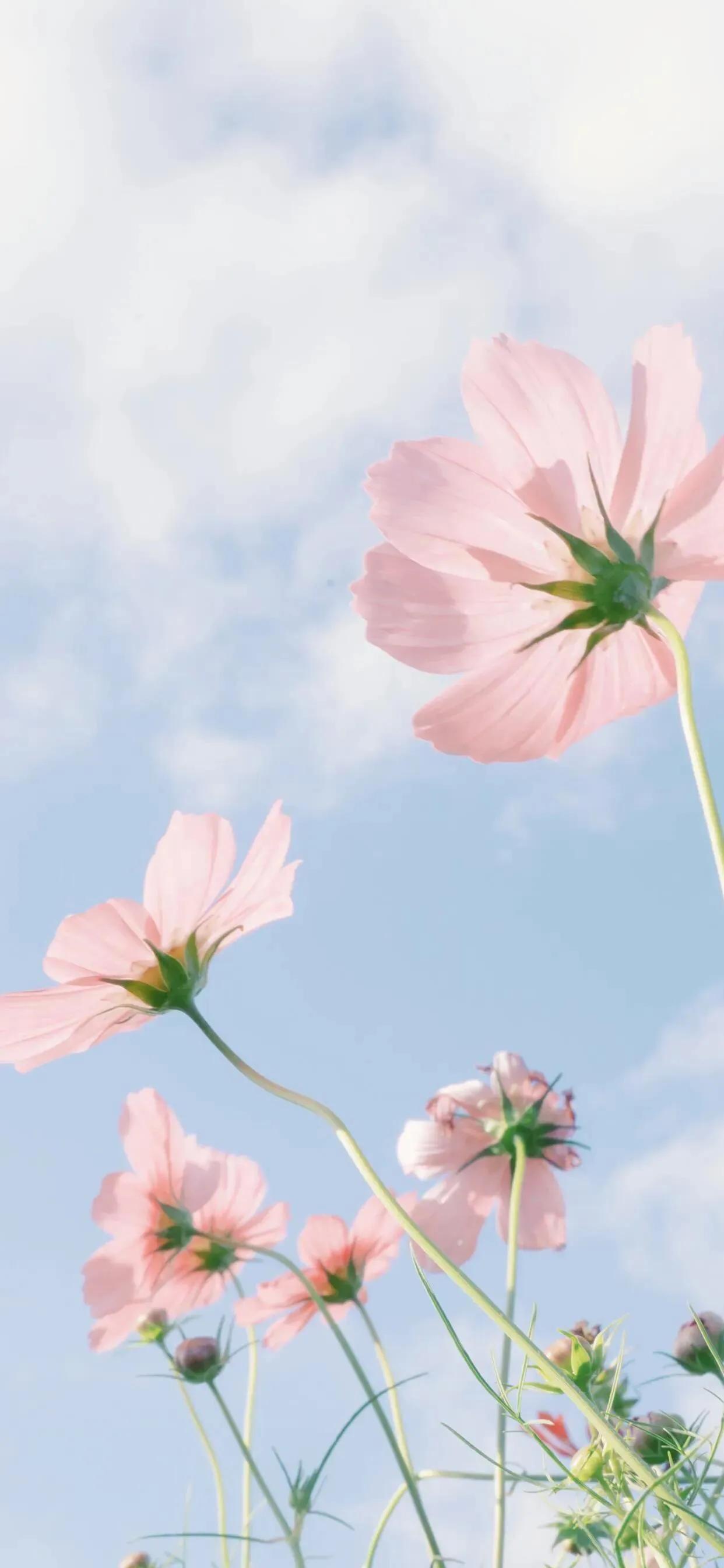 最美古诗词朗诵,最美古诗词全鉴阅读