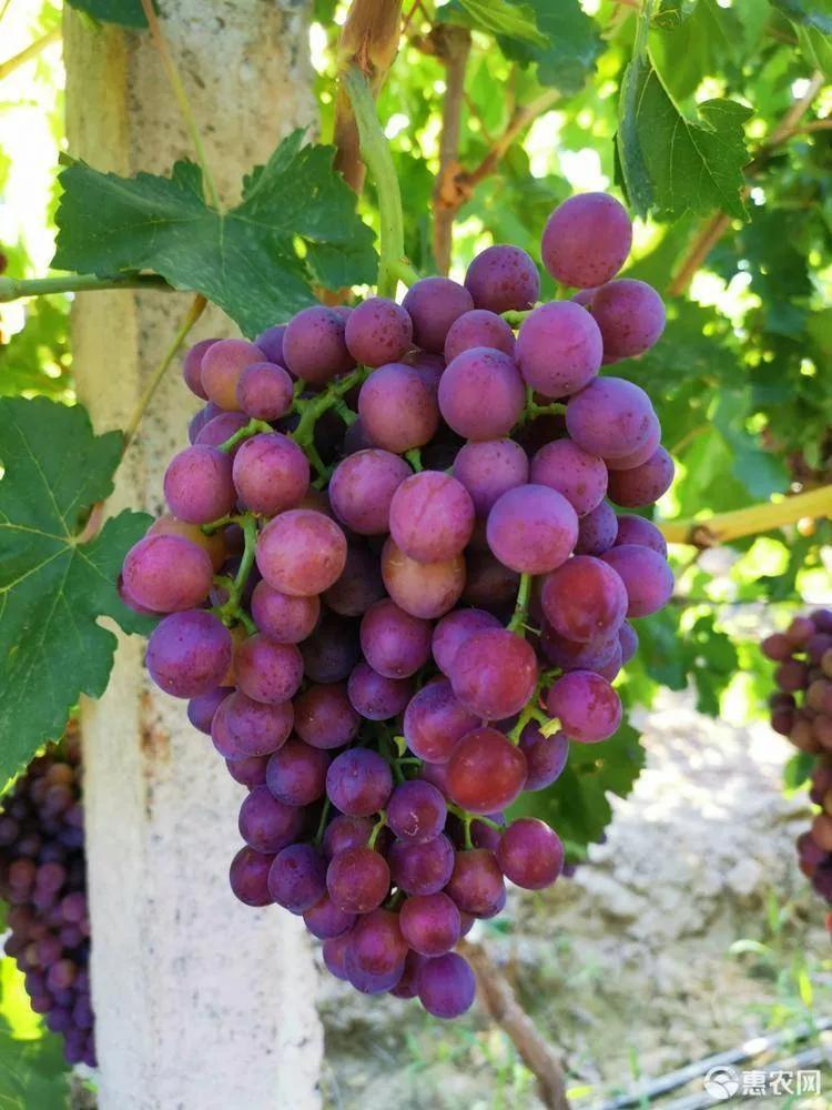 1965年周总理为何对陈毅说：你想现在退休在石河子安家暂时还不行