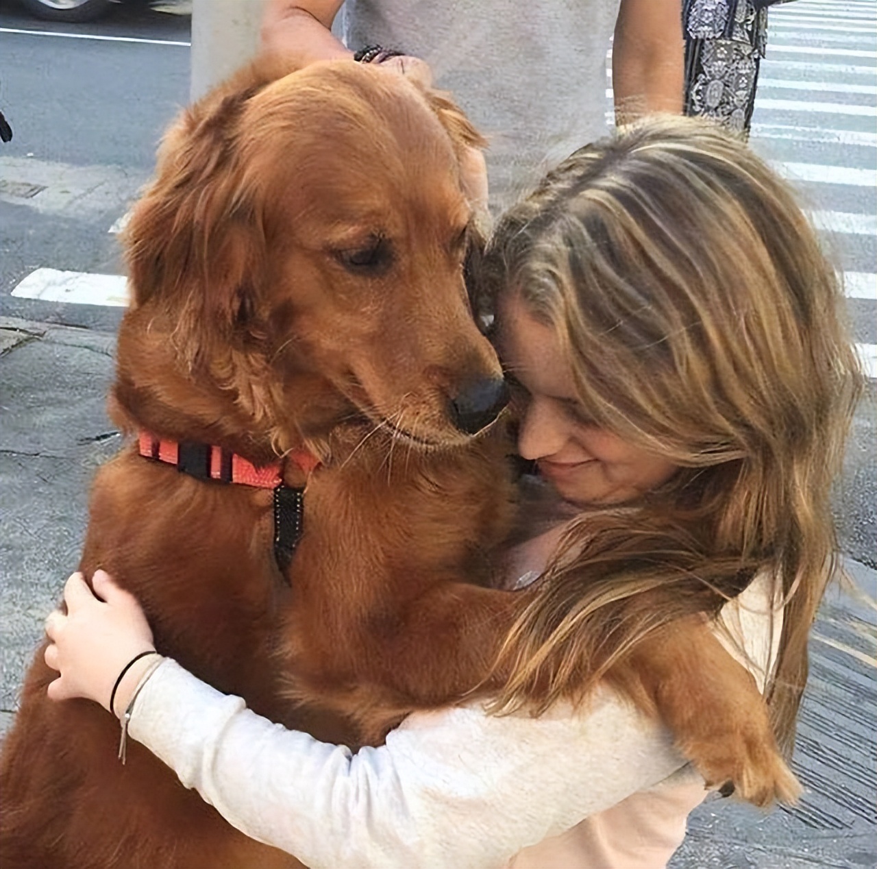 这6种狗温顺得不像话却少有人知,最建议养的几种狗可爱但很凶猛