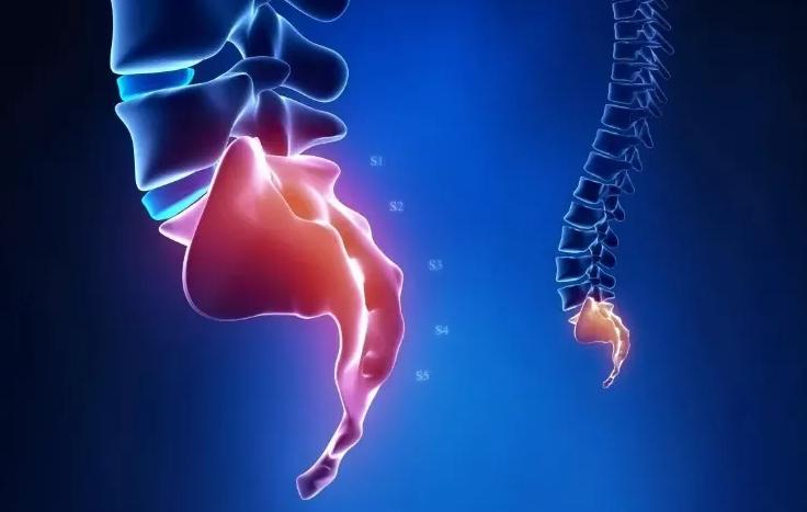 人体最鸡肋的器官,人体最不靠谱的器官