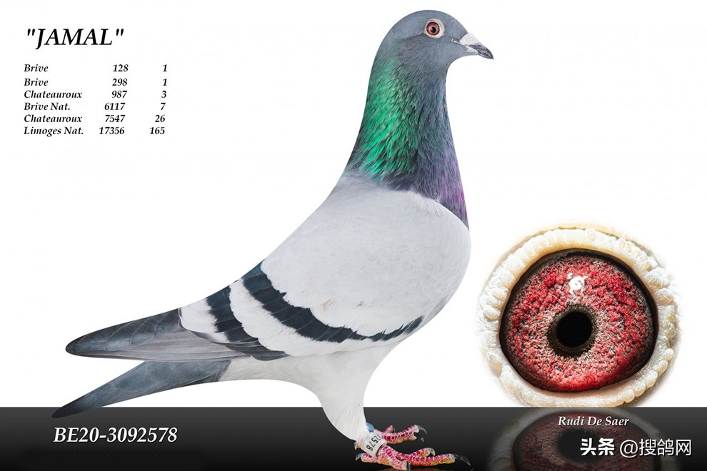 鲁迪狄萨尔信鸽,鲁迪戈贝尔季后赛表现