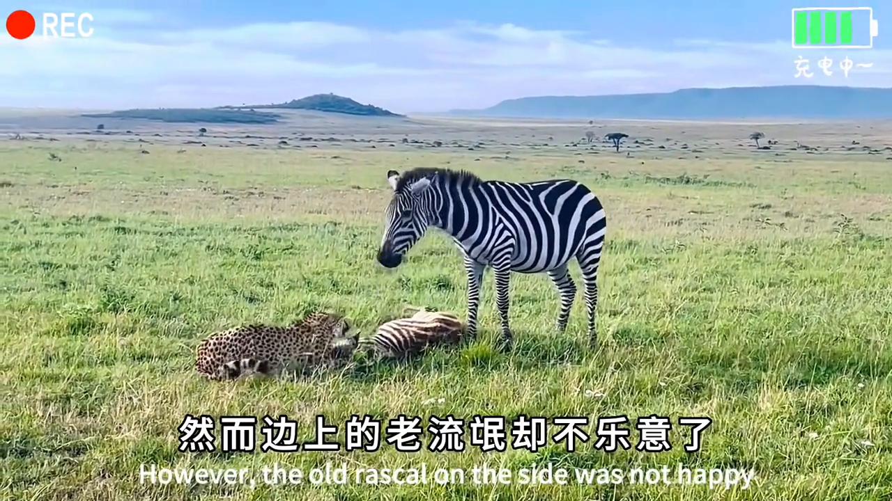 论敬业还得是打工豹#动物世界