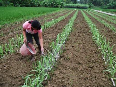 怎么种植甘蔗长得又粗又高又甜,甘蔗怎么种植能长得又粗又高又甜