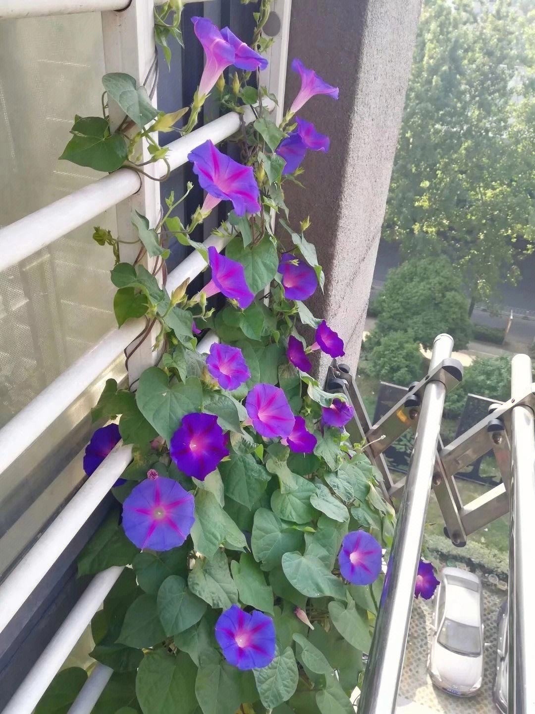 5种漂亮花四季开花,4种漂亮花好养易活