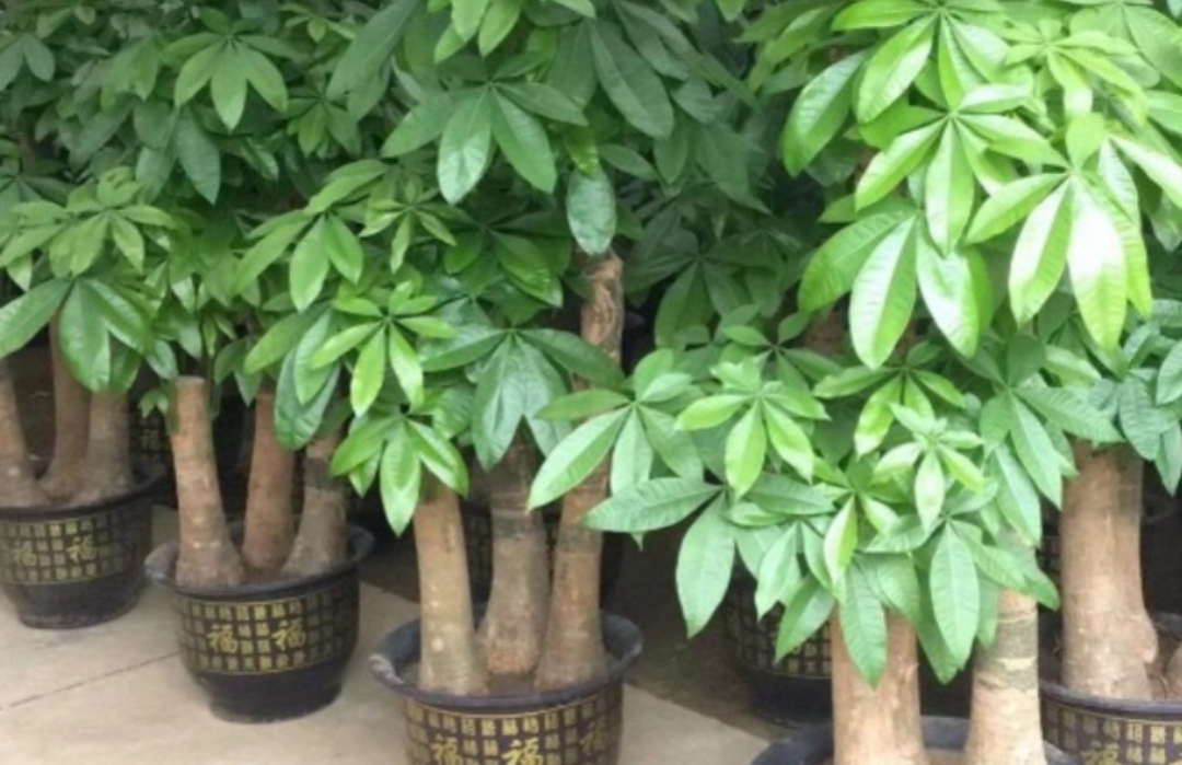 客厅最旺财的5种花,最适合客厅养的四种树