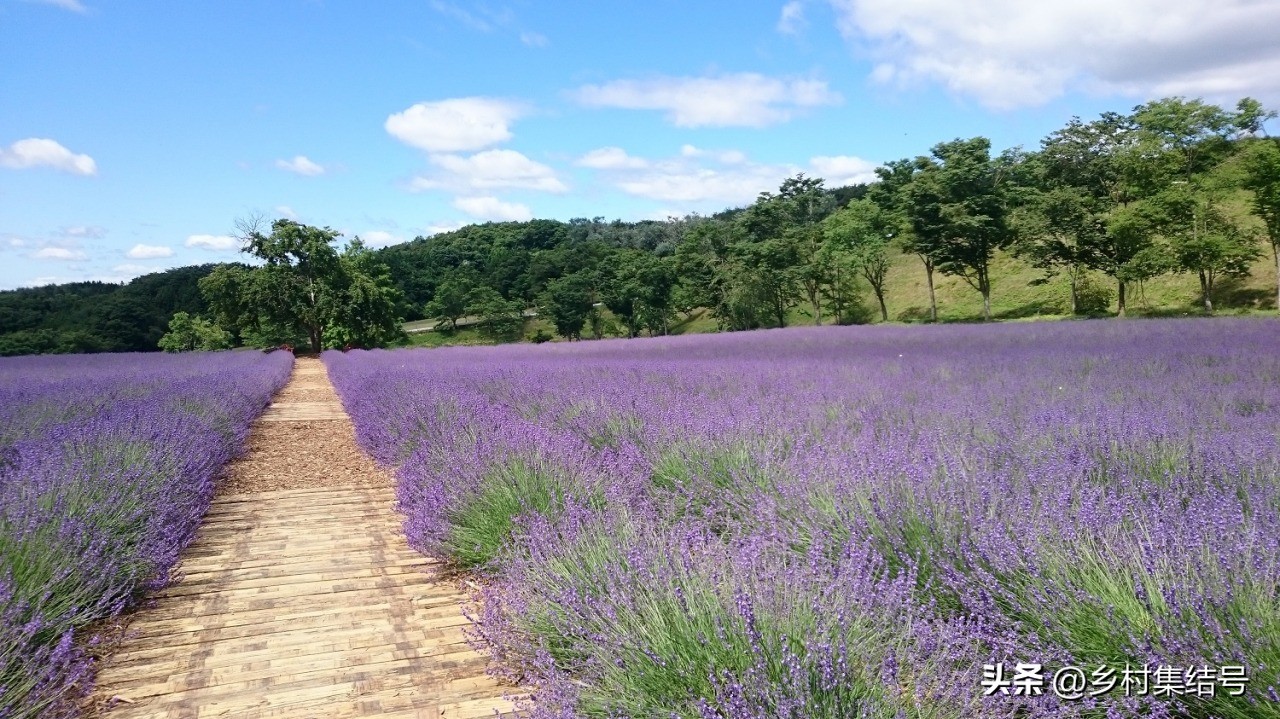 【推荐】日本馆森方舟牧场：让农业变成年轻人梦想的魅力产业