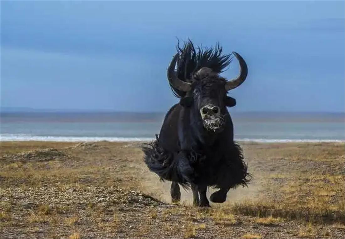 三江源成年雪豹被五只狼围攻,三江源现罕见藏棕熊捕食