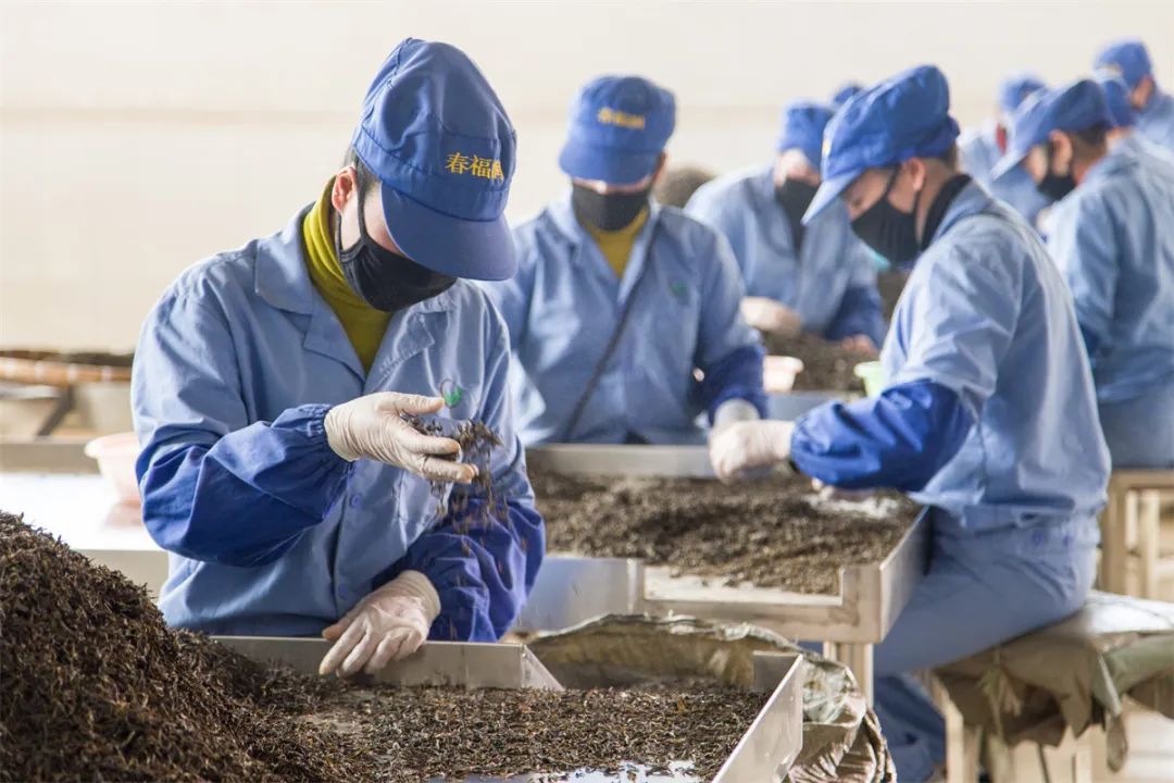 双陈茶厂经典茶,中茶经典再现