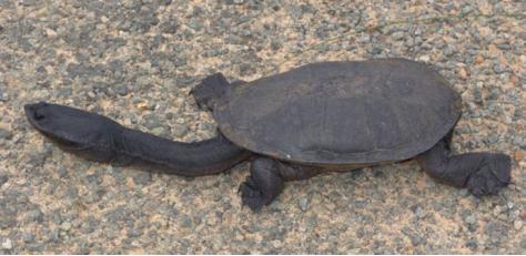 无穷小亮的科普日常海洋生物,无穷小亮的科普日常美丽的海洋25