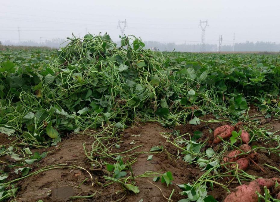 红薯怎么种才能高产用什么样肥料,雨季红薯旺长