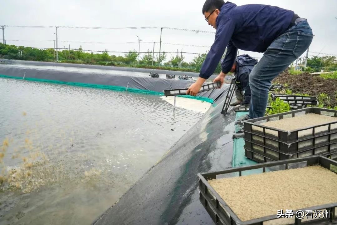 阳澄湖蟹苗新消息,阳澄湖蟹今天最新消息