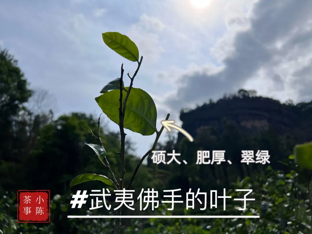 邂逅佛手茶园之后，开始遥想雪梨汤，轻盈若纱，又清新甘甜