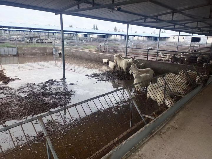 新手养羊这五点一定要了解,养羊的正确方法和感受