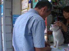 现实版招财喵，帮铲屎官实现月入过万，成为最强吉祥物！