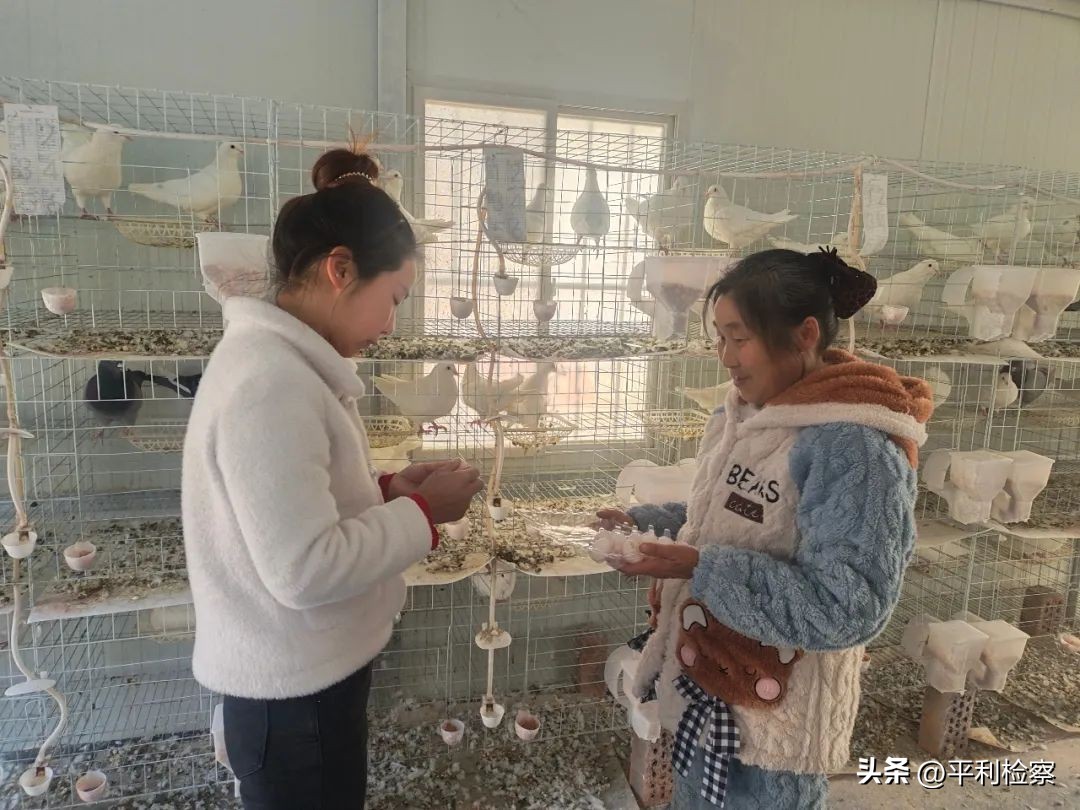 平利“小鸽子”成就“大产业，年增收