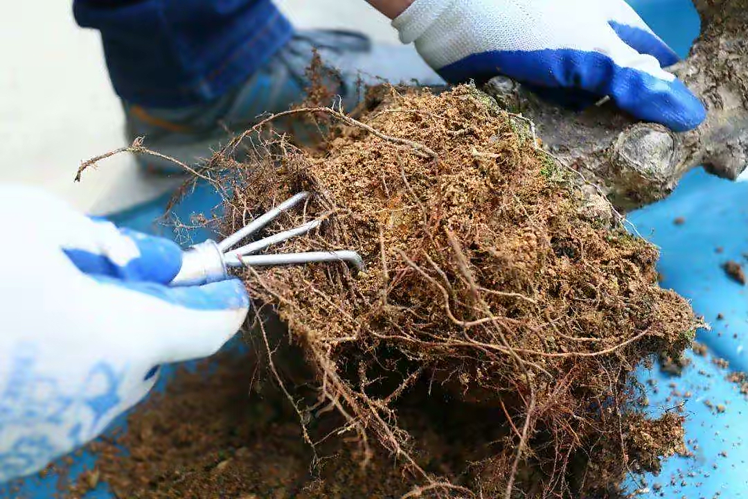 家庭种无花果宜忌,家庭种植无花果用什么盆好