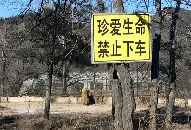 八达岭老虎咬人女子受伤情况,八达岭老虎伤人事件女毁容