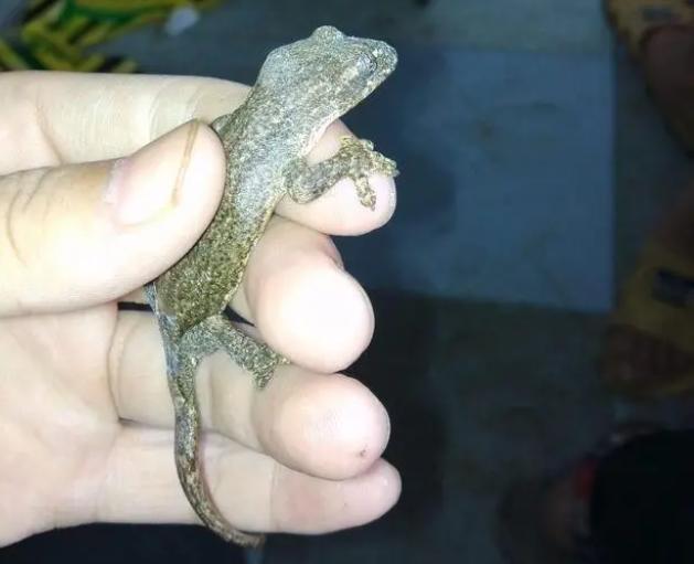 壁虎与蛇是什么关系,壁虎和蛇属于什么关系